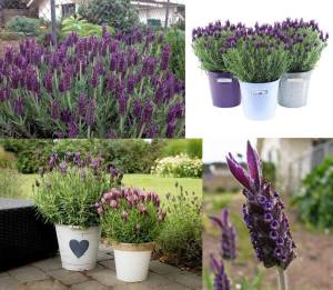 Mavi stoechas lavanta fidesi lavandula stoechas french