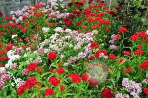 Dianthus barbatus tohumu kokulu sweet william karışım