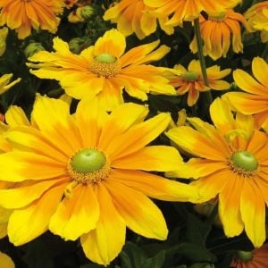 Güneş şapkası çiçeği tohumu rudbeckia prairie sun