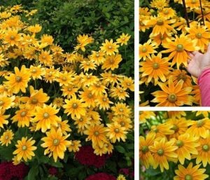 Güneş şapkası çiçeği tohumu rudbeckia prairie sun