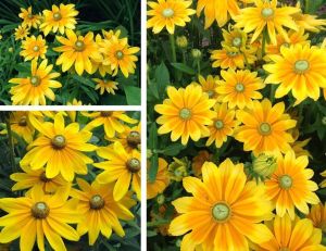 Güneş şapkası çiçeği tohumu rudbeckia prairie sun