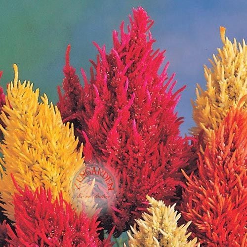 Celosia tohumu pampas püskül çiçekli horozibiği renkli karışım