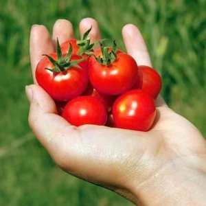 Chadwick cherry çeri domates tohumu geleneksel