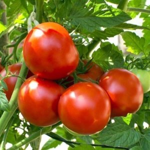Chadwick cherry çeri domates tohumu geleneksel