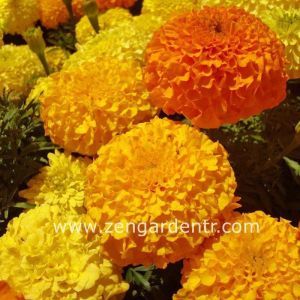 İri kafa kadife çiçeği tohumu african marigold Genta