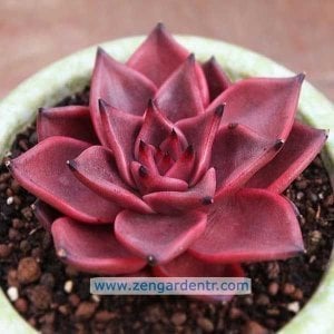 Echeveria agavoides romeo saksıda yetişmiş