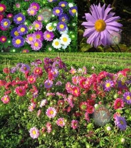 Aster tohumu papatya çiçekli yalın kat karışık renkli callistephus chinensis