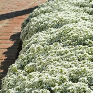 Beyaz alyssum tohumu kraliyet halısı bodur lobularia maritima carpet of snow