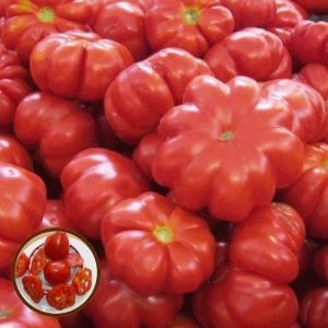 Dolmalık domates tohumu geleneksel red stuffer