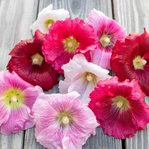 Gülhatmi tohumu indian spring mix alcea rosea