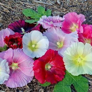 Gülhatmi tohumu indian spring mix alcea rosea