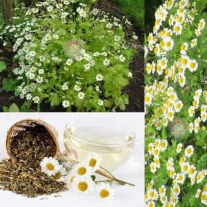 Şifalı tanacetum tohumu altın düğme chrysanthenum parthenium golden fever