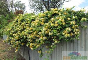 Halls prolific hanımeli sarmaşığı honeysuckle lonicera japonica