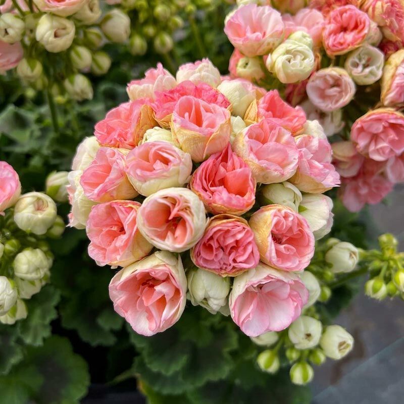 Rosebud Astrid gül sardunya fidesi pelargonium zonale