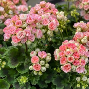 Rosebud Astrid gül sardunya fidesi pelargonium zonale