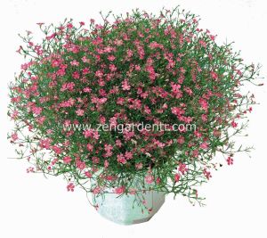 Gül rengi gypsophila tohumu elegans rosea çöven