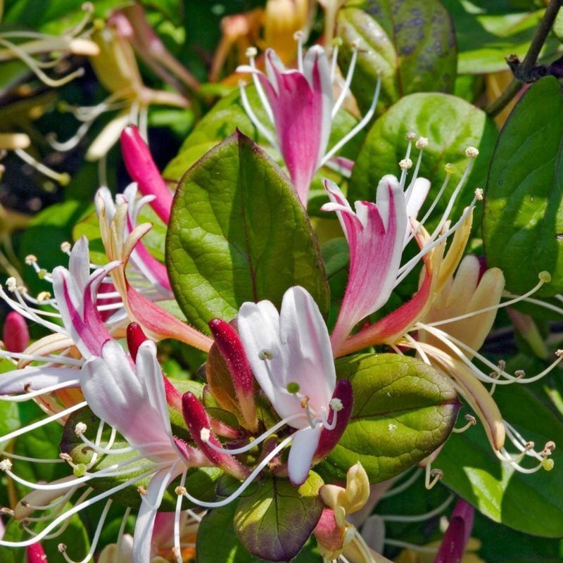 Kokulu hanımeli fidesi kırmızı beyaz sarı çiçekli lonicera japonica repens