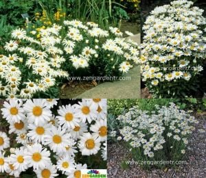Margrit papatya tohumu Genta chrysanthemum maximum