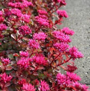 Sedum tohumu bronz yapraklı pembe çiçekli coccineum stonecrop