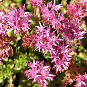 Sedum tohumu stoloniferum pembe çiçekli