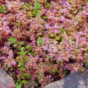 Sedum tohumu stoloniferum pembe çiçekli