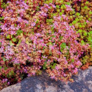 Sedum tohumu stoloniferum pembe çiçekli