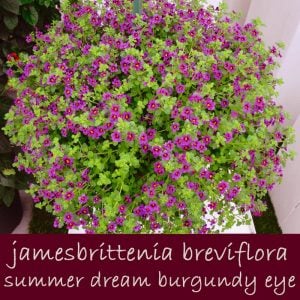 Jamesbrittenia Summer Dream çiçeği fidesi burgundy eye