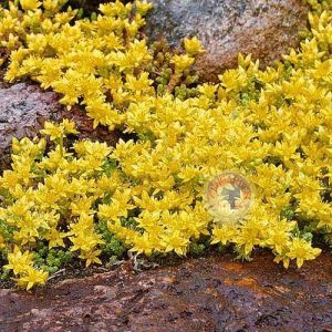 Sedum tohumu sarı çiçekli sedum acre stonecrop