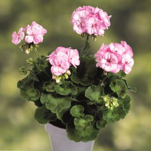 Pembe kontürlü sardunya fidesi pelargonium pink picotee