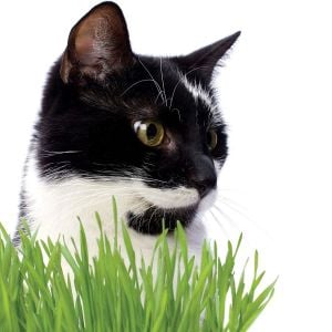 Kedi çimi tohumu 25gr. lık paket cat grass