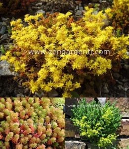 Sedum tohumu yenebilir varyete sedum sexangulare