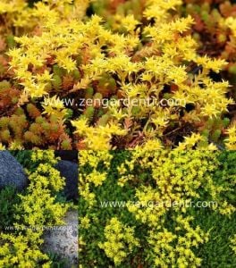 Sedum tohumu yenebilir varyete sedum sexangulare