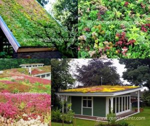 Sedum tohumu karışımı saksı ve yeşil çatı bitkileri