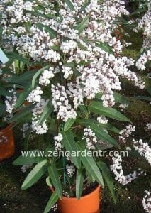 Beyaz hardenbergia sarmaşık tohumu sarsaparilla violacea alba