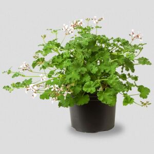 Elma kokulu sardunya fidesi pelargonium odorata apple