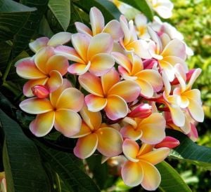 Plumeria tohumu kokulu çiçekler