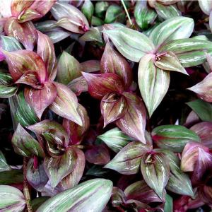 Zebrina bruckner telgraf çiçeği fidesi tradescantia pendula inch plant