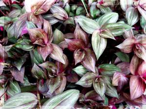 Zebrina bruckner telgraf çiçeği fidesi tradescantia pendula inch plant