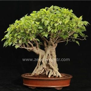 Ficus religiosa tohumu bo tree kutsal incir ağacı