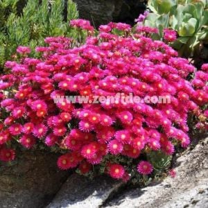 Damat mendili çiçeği fidesi mesembryanthemum roseum