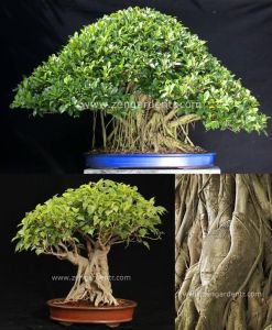 Ficus religiosa tohumu bo tree kutsal incir ağacı