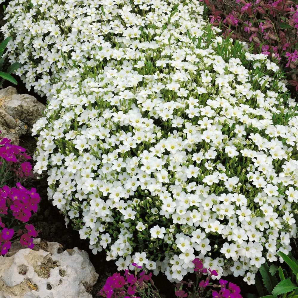 Arenaria montana fidesi çiçekli yerörtücü avalanche snow white