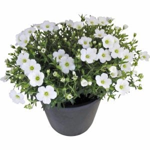 Arenaria montana fidesi çiçekli yerörtücü avalanche snow white