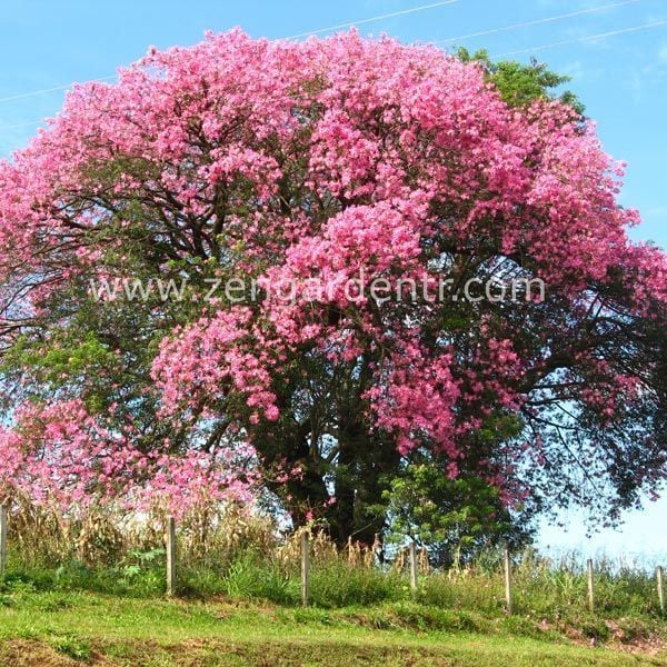 Chorisia speciosus tohumu maymun tırmanmaz ağacı floş