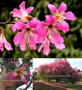 Chorisia speciosus tohumu maymun tırmanmaz ağacı floş