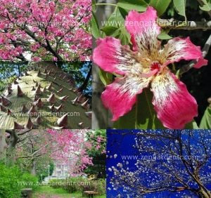 Chorisia speciosus tohumu maymun tırmanmaz ağacı floş