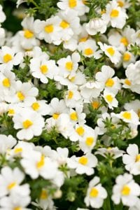 Kokulu beyaz nemezya çiçeği fidesi nemesia mareto white