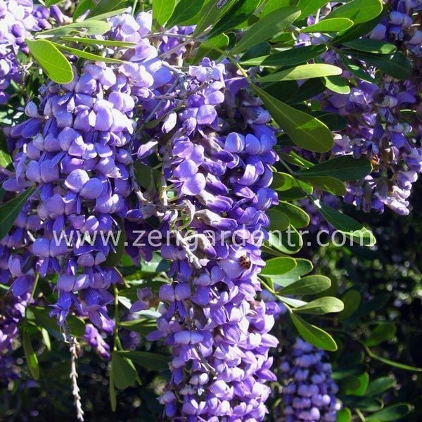 Sophora secundiflora tohumu kokulu çiçekler mescal bean