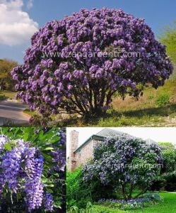 Sophora secundiflora tohumu kokulu çiçekler mescal bean