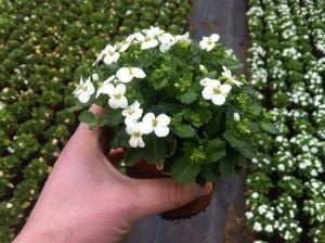 Kokulu beyaz arabis snowcap